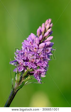 Close Up Of A Single Common Spotted Orchid (dactylorhiza) In Bloom
