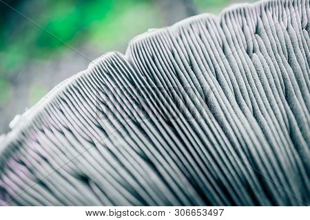 Mushroom Cap Membranes Backdrop. Abstract Floral Background. Edible Russula Mushroom Hat, Blurred Gr