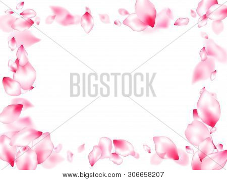 Pink Cherry Blossom Petals Isolated Windy Blowing Background. Abstract Card Backdrop. Natural Marrig