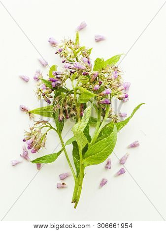 Comfrey On White Wooden Background. Shallow Dof.