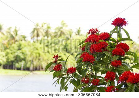 Ixora - Red Spike Flower : Beautiful Red Spike Flora Blooming