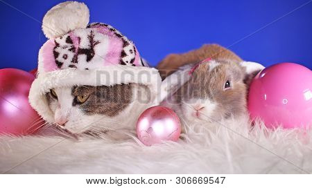 Christmas Animals Winter Pets Animal Friends Cat Pet Cute Blue Background