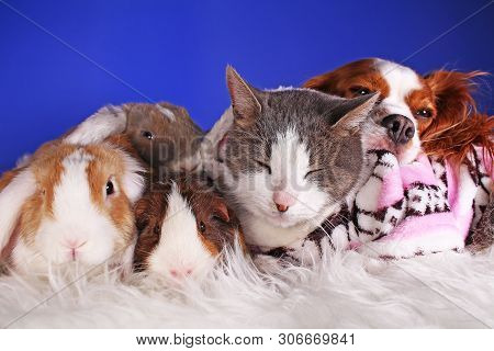 Christmas Animals Winter Pets Animal Friends Cat Pet Cute Blue Background
