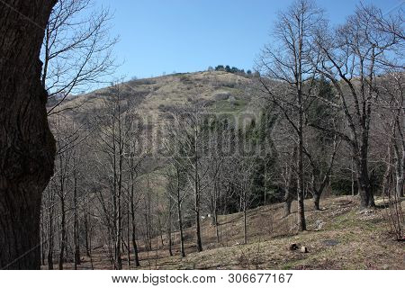 Spring Panorama Of Careggine, Dry Soil And Bare Trees. The Land Is Dry And The Bush Displaced Also I