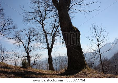 Spring Panorama Of Careggine, Dry Soil And Bare Trees. The Land Is Dry And The Bush Displaced Also I