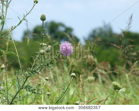 Multi-media Use Image Reveals Many Uses For The Graphic Arts. This Discovery In A High Meadow, Deep 