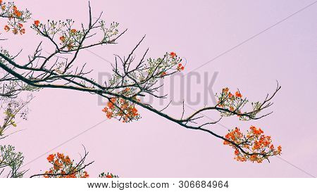Tabebuia Rosea Flowers Blooming In Park In The Morning.
