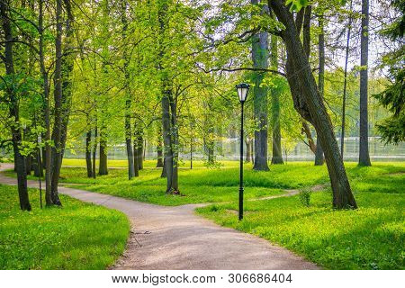 Spring Park In Sunny Weather. Sunny Park. Green Park. Young Greens. Background Spring Green Park.