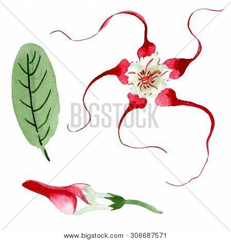 Red White Strophantus Floral Flowers. Watercolor Background Set. Isolated Strophantus Illustration E