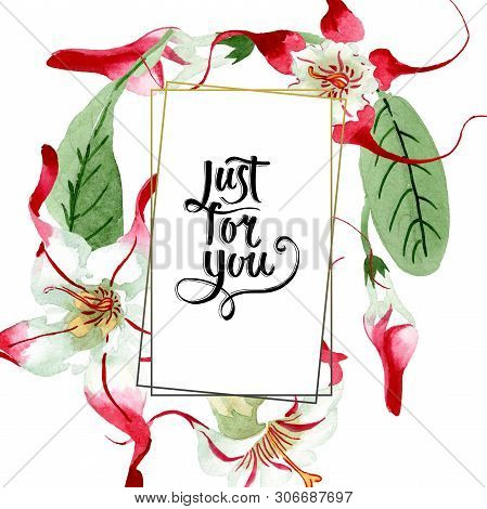 Red White Strophantus Botanical Flowers. Wild Spring Leaf Wildflower. Watercolour Drawing Fashion Aq