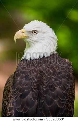 Bald Eagle Close Up Looking Left Portrait With Blurred Tree Background