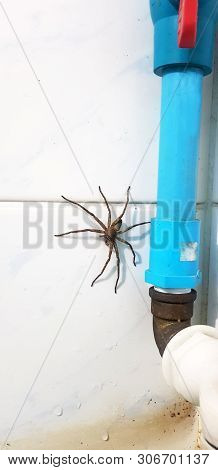 Argiope Spider In In The Bathroom,some Vegetation And Wall And Door At The Background For A Concept 
