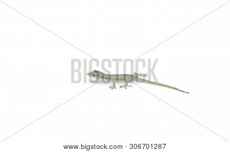 House Lizard (hemidactylus Platyurus) On White Background