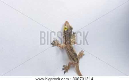 Gray Transparent Lizard, Small Reptile Found In Tropical Area, Walking On White Isolated Ceiling Bac