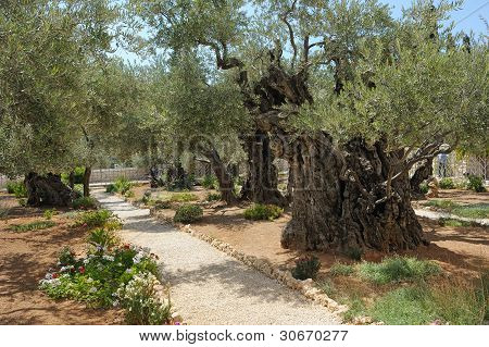 Bahçe Gethsemane