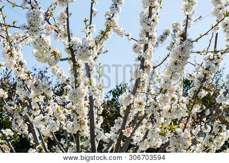 Detail Of White Cherry Blossoms In Valdastilla, Valle Del Jerte, Caceres, Spain.