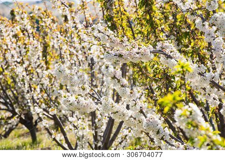 Detail Of White Cherry Blossoms In Valdastilla, Valle Del Jerte, Caceres, Spain.