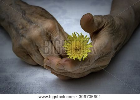 Old Woman Hands Holding Fresh Dandelion Flower