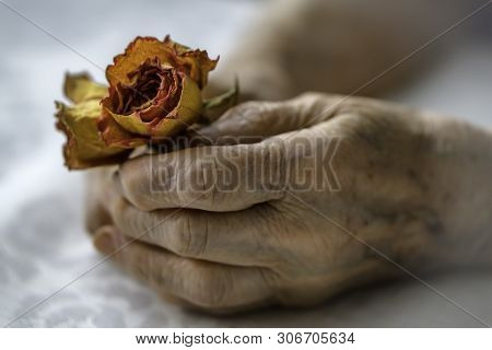 Old Woman Hands Holding Dry Rose Flowers