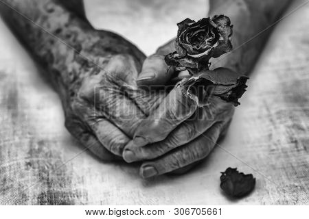 Old Woman Hands Holding Dry Rose Flowers