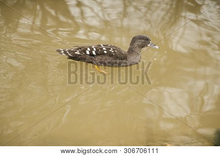 Green Winged Teal (anas Creca) Male Swims In The Pond At The Sylvan Heights Bird Sanctuary, Nc