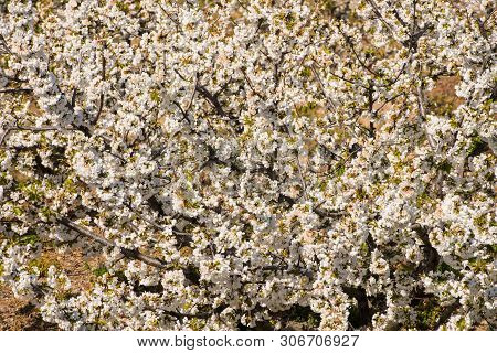 Detail Of White Cherry Blossoms In Valdastilla, Valle Del Jerte, Caceres, Spain.