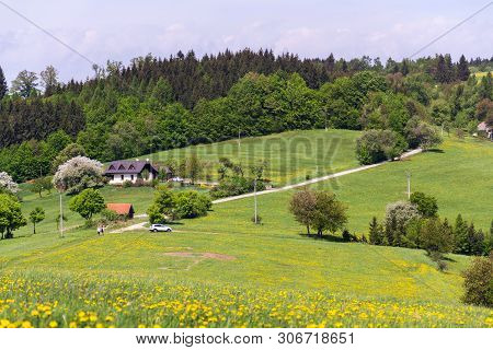 Beautiful Summer Landscape With Blooming Yellow Dandelions Around Zitkova Village, White Carpathians