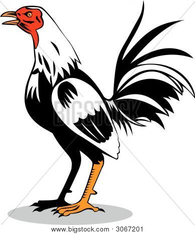 Gallo de pelea