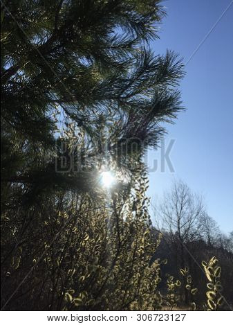 Small, Newly Planted Scots Pine Trees Pinus Silvestris
