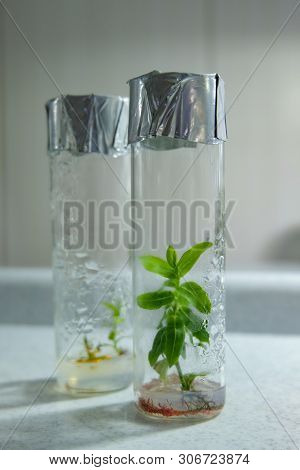 Cloned Decorative Micro Plants In Test Tubes With Nutrient Medium. Micropropagation Technology In Vi