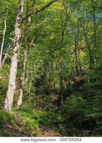 A Small Woodland Valley With A Stream In Spring With Bright Green Sunlit Foliage In Nutclough Woods 