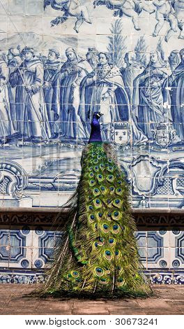 Pavão