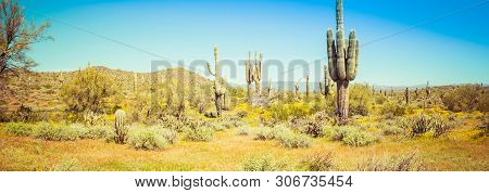 The Landscape Of The Sonoran Desert In Full Sunlight.  This Image Has An Exceptional Amount Of Lush 
