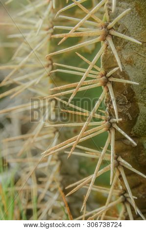 A Close Up View Of The Sharp Throns That Protect Cacti