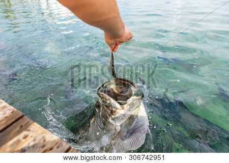 Tarpon feeding in the Keys in Florida. Close up of man hand feeding big tarpons fish jumping out of water - a fun tourist travel vacation activity in the Florida Keys.