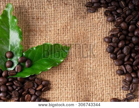 Roasted Coffee Bean On Linin Sack