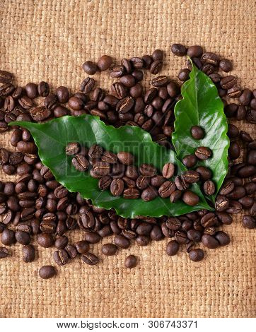 Roasted Coffee Bean On Linin Sack
