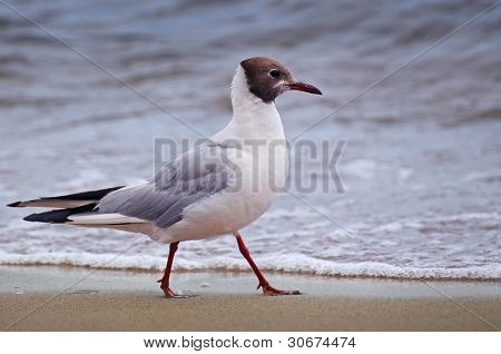 Gabbiano sulla spiaggia