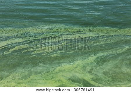 Dirty wave with old dirty algae. Dirty seaweed sea surf lines in seaport. Dirty sea, environmental p