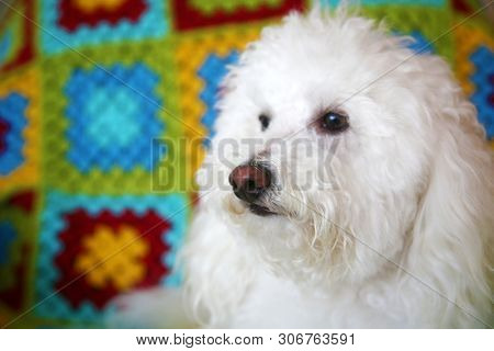 Maltese Dog on quilted background. White Maltese Dog sits on a colorful afghan quilt background.  