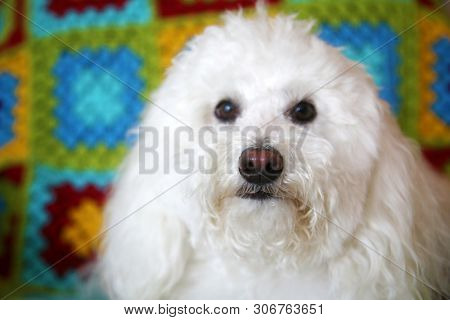 Maltese Dog on quilted background. White Maltese Dog sits on a colorful afghan quilt background.  