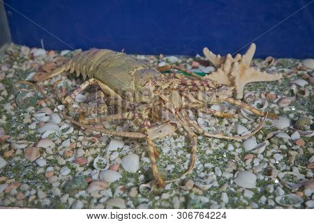 Crayfish In The Aquarium . Broad Fingered Crayfish, Astacus Astacus In The Pond .