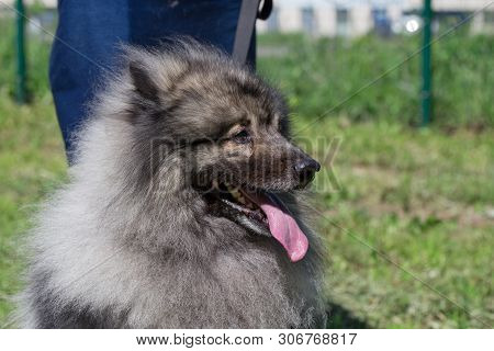 Deutscher Wolfspitz Is Standing On A Green Meadow With His Owner. Keeshond Or German Spitz.