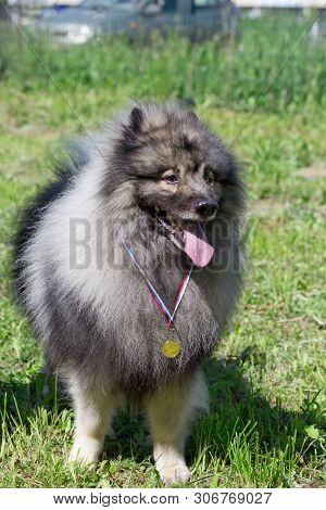 Deutscher Wolfspitz Standing On A Green Meadow With His Reward For Participating In Competitions. Pe