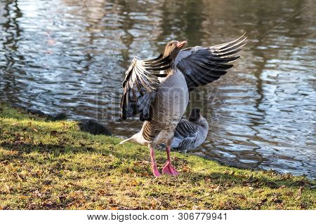 The Greylag Goose, Anser Anser Is A Species Of Large Goose In The Waterfowl Family Anatidae And The 
