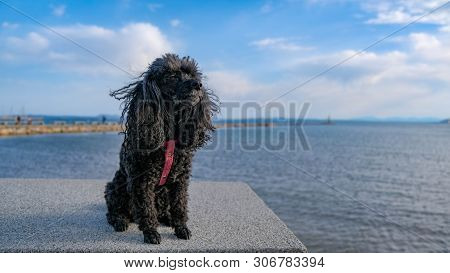 Little Black Dog Sits On The Beach In Summer. Happy Pet Enjoy Walking. Toy Poodle Sitting On A Bench