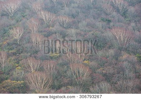 Texture Of Natural Forest In Autumn In Bandai-san Gold Line Road - Bandai, Fukushima, Japan