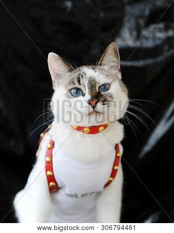 White Blue-eyed Cute Cat Dressed In T-shirt And A Red Leather Harness. Stylish Outfit With Accessori