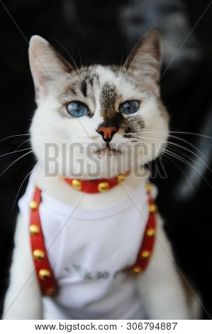 White Blue-eyed Cute Cat Dressed In T-shirt And A Red Leather Harness. Stylish Outfit With Accessori