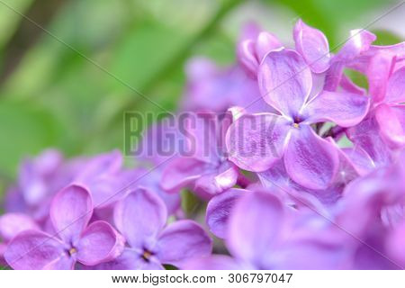 Lilac Shrub Flowers Blooming In Spring Garden. Common Lilac Syringa Vulgaris Bush. Close-up With Sof